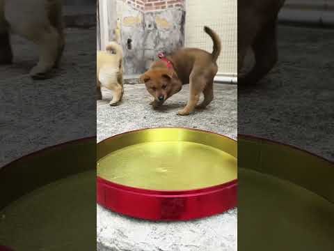 #dog #puppydog #dogsofyoutube #shorts  #pets #cute   #puppy #cutedog #animals   #funny #labrador