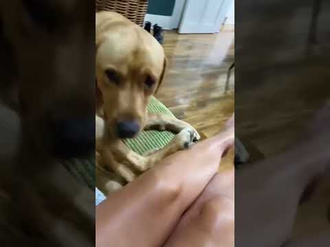 #funny #dogs #pet #dogscats #dog#doglover#doglife