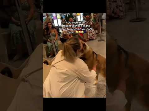 #funny #dogs #pet #dogscats#dogshorts #dog#doglover#doglife
