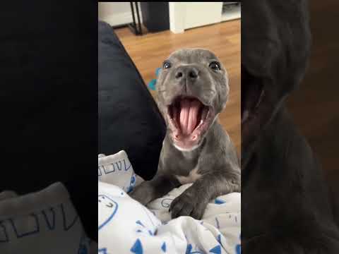 #funny #dogs #pet #dogscats#dogshorts #dog#doglover#doglife