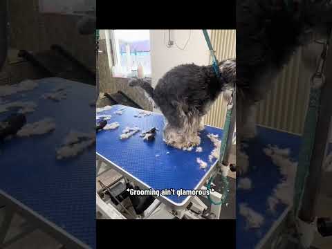#funny #dogs #pet #dogscats #dog#doglover#doglife