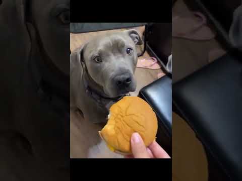 #funny #dogs #pet #dogscats#dogshorts #dog#doglover#doglife