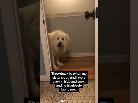 #funny #dogsdoglife#Funnydogs#dogshorts