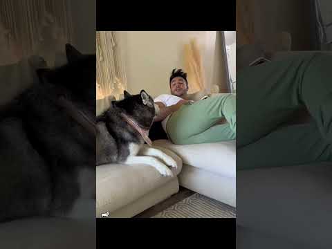 #funny #dogs #pet #dogscats#dogshorts #dog#doglover#doglife