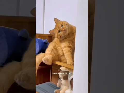 animais engraçados #comedy #humor #cat #pets #gatosengracados #funny