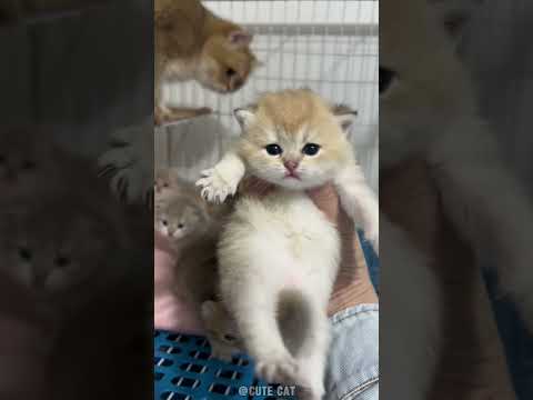 Cute little kitten🥰😍 #cat #funny #pets #cute #animals