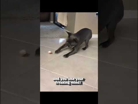 #funny #dogs #pet #dogscats #dog#doglover#doglife