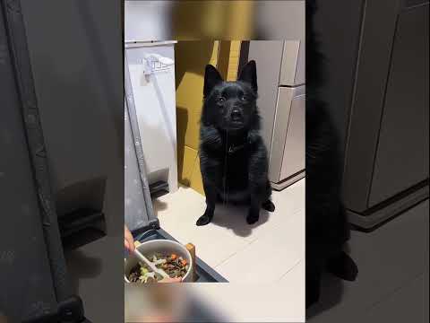 #funny #dogs #pet #dogscats #dog#doglover#doglife