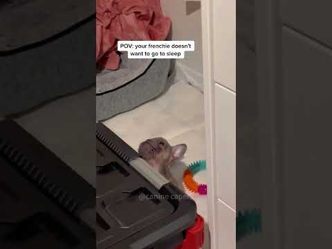 #funny #dogs #pet #dogscats #dog#doglover#doglife
