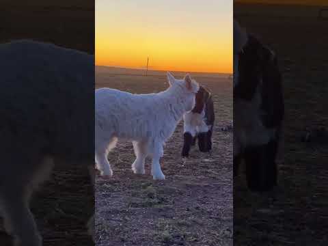 Golden Hour Goat  When Fluff Meets Sunset Magic ✨ #cutefarmanimal #animals #funny #cute