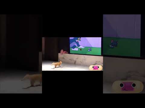 Animals Watching TV: Funniest Reactions You’ll Ever See! #funny #animals