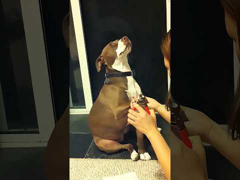 Dogs‘reactions to being frightened are hilarious 🤣🤣🤣 #youtube #funny #funnypets #pets #petvideos