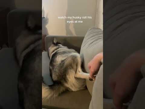 #funny #dogs #pet #dogscats #dog#doglover#doglife