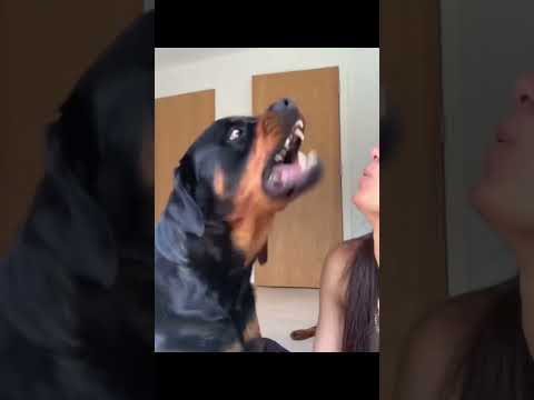 #funny #dogs #pet #dogscats #dog#doglover#doglife