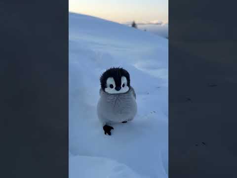 So lonely! #penguin #cute #funny #animals #pets
