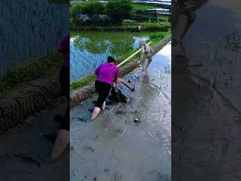 Robots replace oxen pulling plowshares. — The reality of life in China #funny #farming #robot