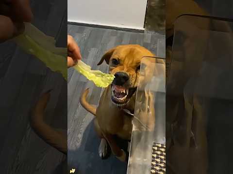 Dogs react to vegetables 🥗 🐶 #youtube #funny #pets #funnyvideo #dog #doglove