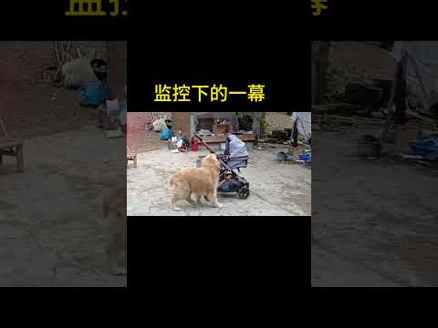 Dog is our best friend. #搞笑挑战 #funny  #shorts  #暖心 #正能量 #dog