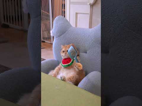 Did you miss me? #exlittlebeans #funnyvideo #funnycats #funny