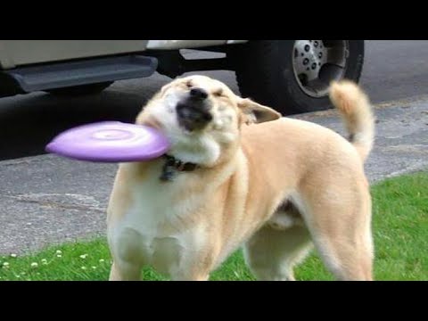 Funniest Animals 🐧 – Best Of The 2020 Funny Animal Videos 😁 – Cutest Animals Ever