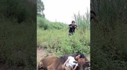It’s terrifying!#shorts #trending #satisfying #funny