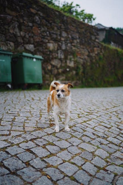 Practical tips for managing your dog's curiosity and ensuring a respectful bond