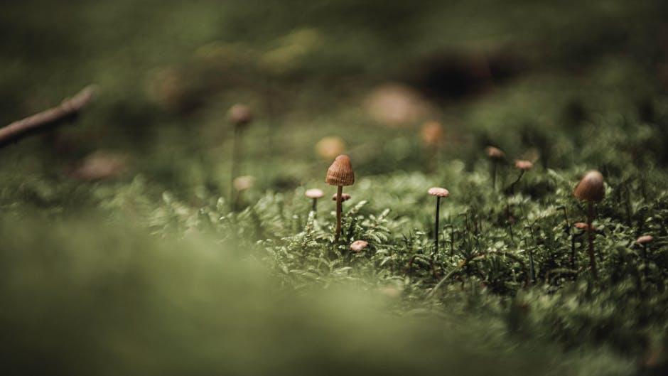 The Intersection of Option Medicine and emotional Wellness
