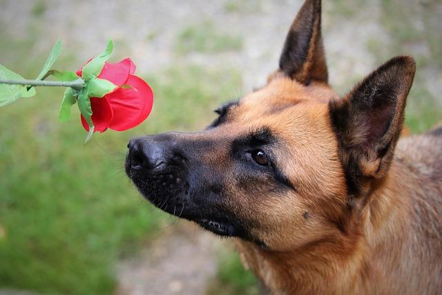 Building comfort and boundaries: how to respond when your dog sniffs during your period