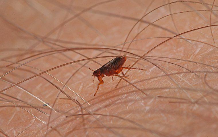 Uncovering Hidden Flea Havens and Allergens⁢ Lurking in ‌Your Mattress
