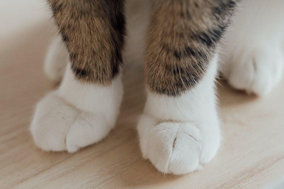 User Experience‌ and Practicality: Why⁤ Reviewers are recommending ‍this Walking Pad for Hot Days