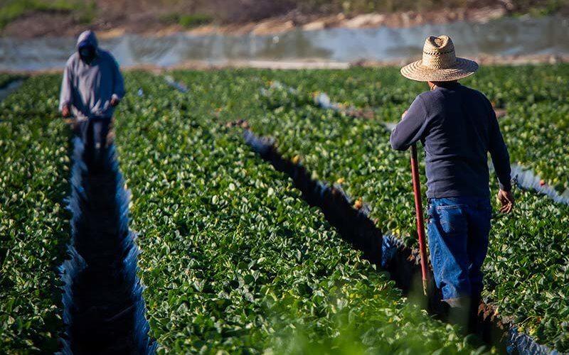 Policy Considerations and ‍Ethical‍ Implications​ of​ Workforce​ Substitution in agriculture