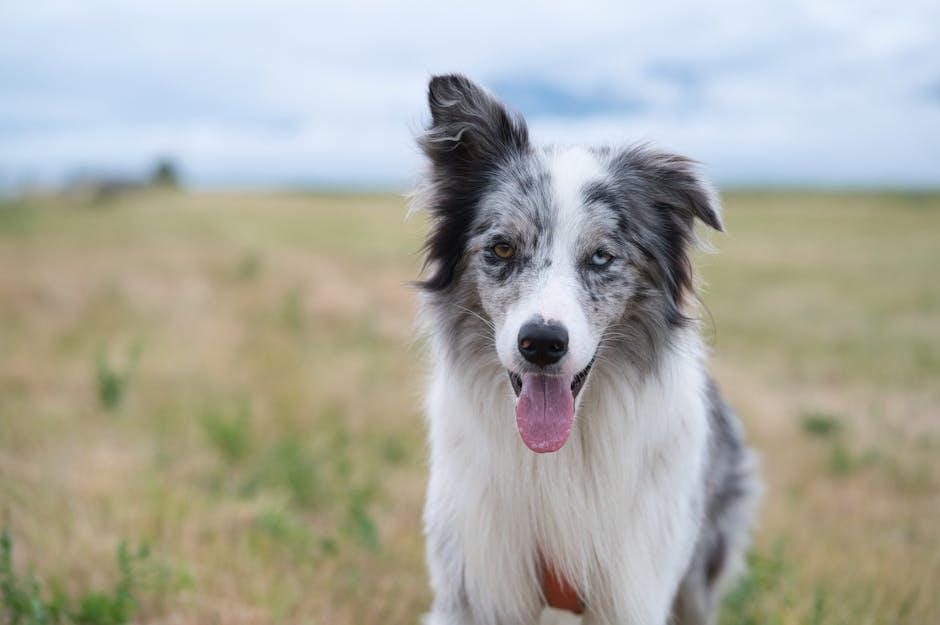 Understanding the Signs of Marijuana Toxicity⁣ in Dogs