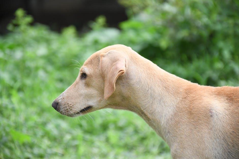 immediate ​Steps to Take If Your Dog Ingests weed