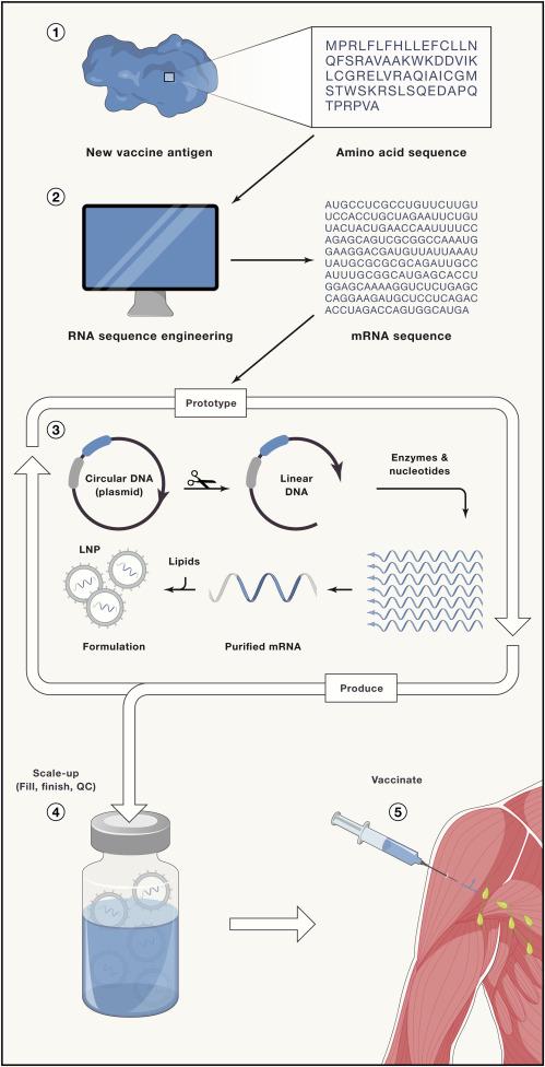 Understanding the Implications of ⁣Alternative Approaches to⁤ Immunization