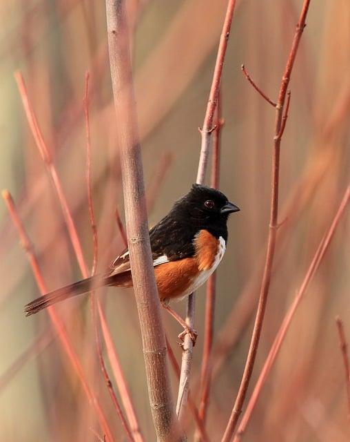 How to ‍Maximize ‌Your Birdwatching Experience ​with‌ Technology
