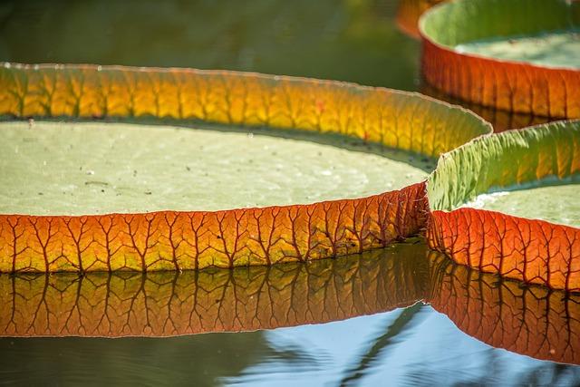 Affordable Fitness Solution That Fits any Budget