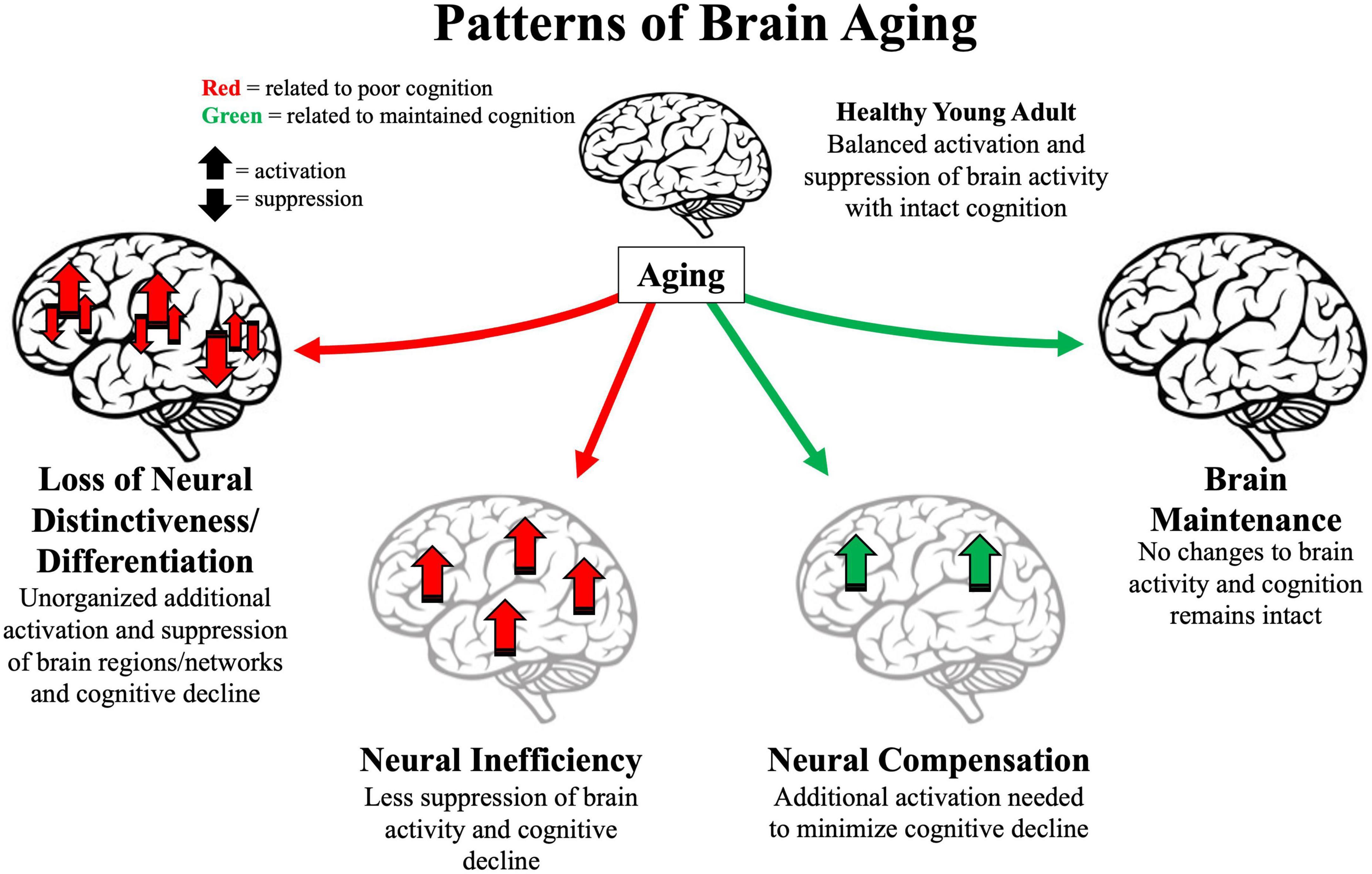 Practical ⁤Strategies for Reversing Brain Aging Effects
